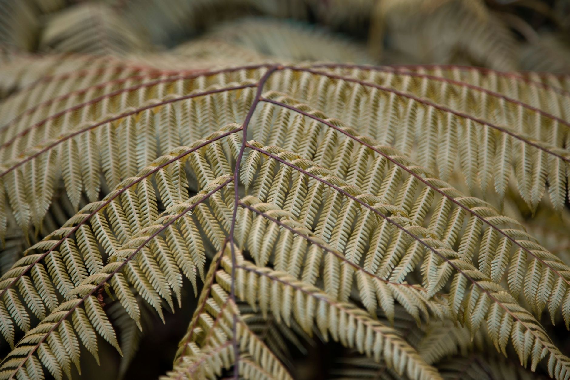 The first name in ferns