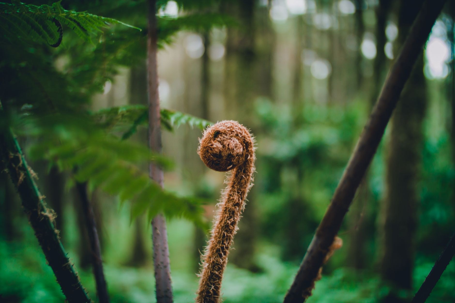 A koru, an unfurling fern fiddlehead, in a shaded forest