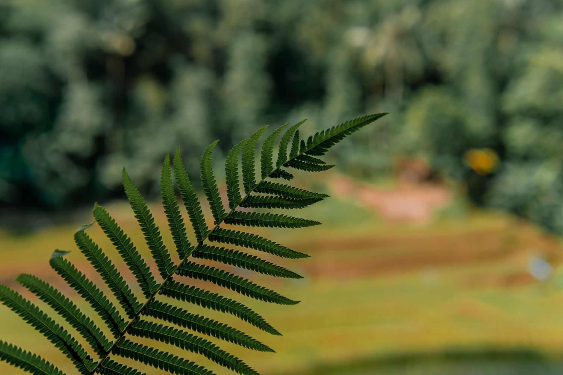 A fern frond arching over a nursery garden path