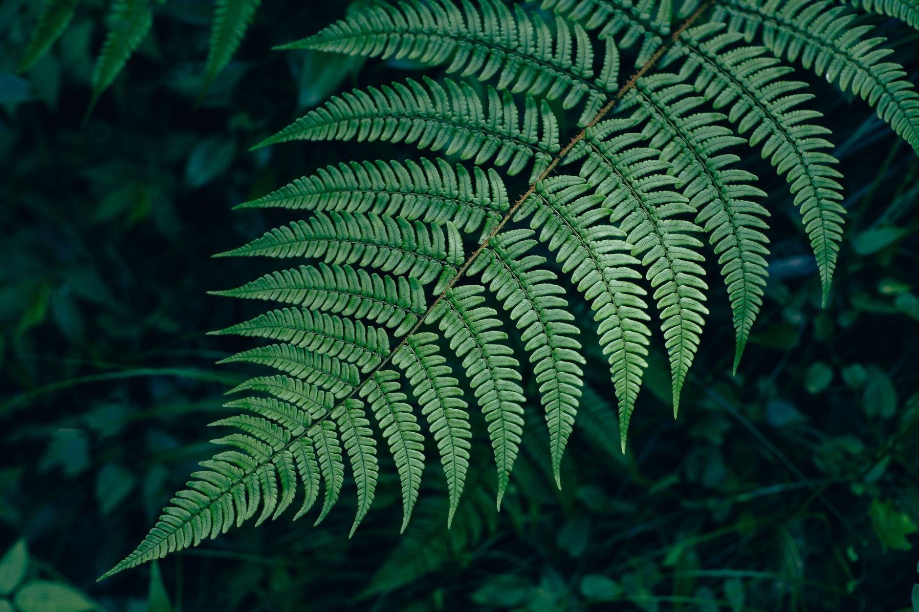 Dark moody fern fronds in deep shade