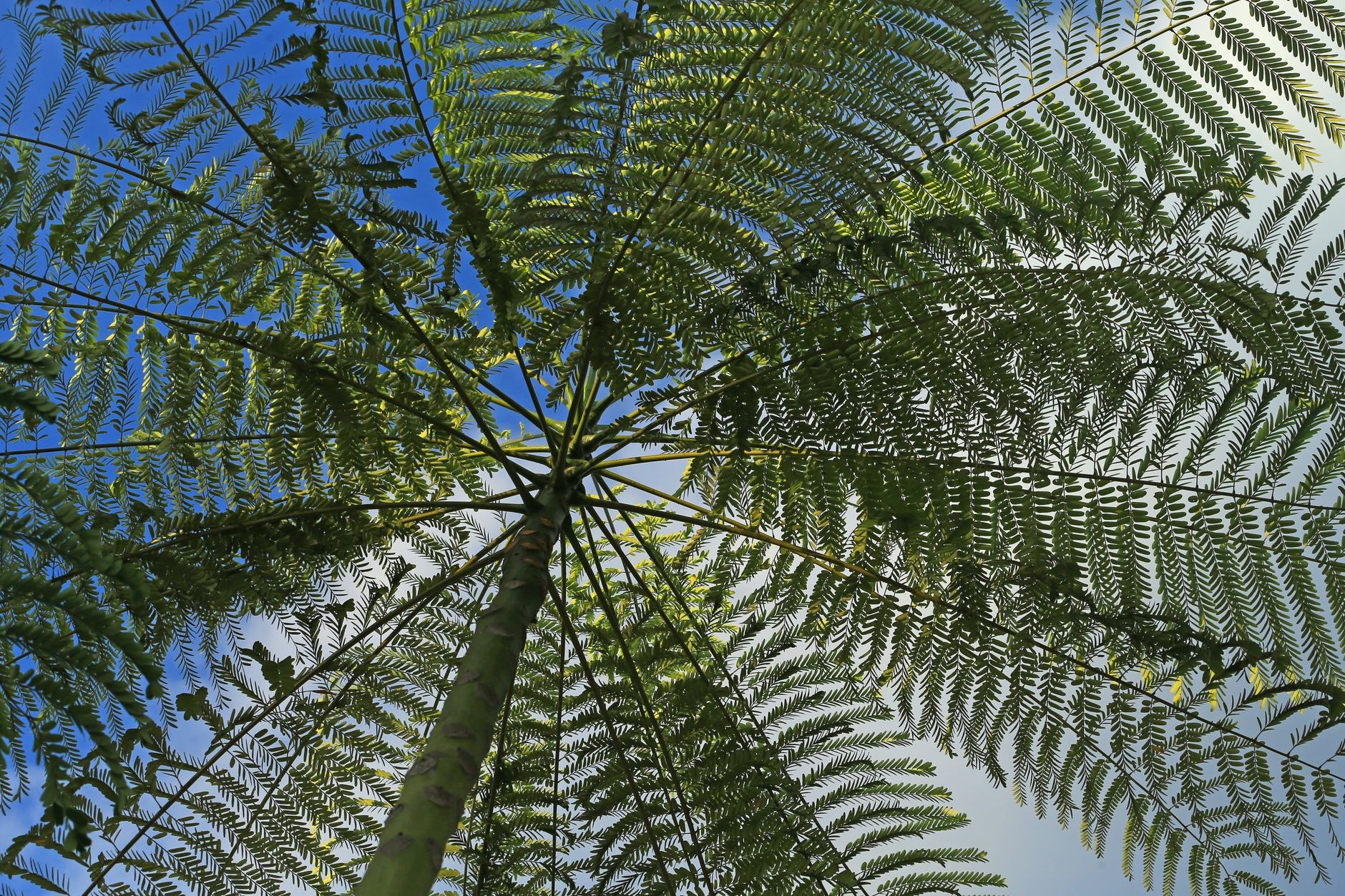 Looking up into the crown of a mature tree fern