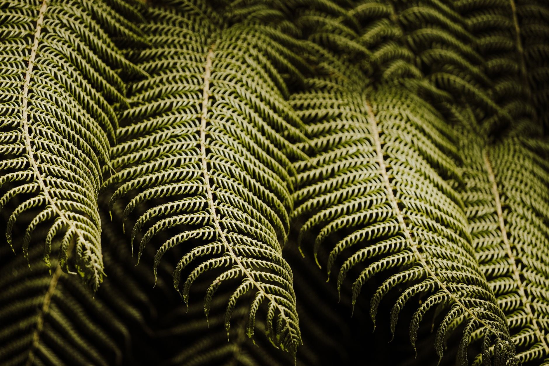 Backlit fern fronds glowing golden-green